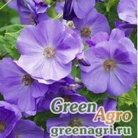 Семена Абутилон виноградолистный (Abutilon vitifolium) 1 гр.