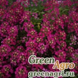 Семена Алиссум морской компактный (Lobularia maritima) "Easter Bonnet" (deep rose) raw 1 гр.