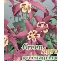 Семена Аквилегия гибридная (Aquilegia hybrida) 