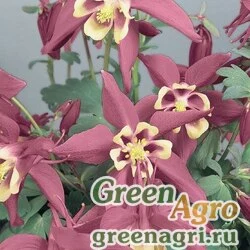 Семена Аквилегия гибридная (Aquilegia hybrida) "Spring Magic" (rose & ivory) raw 1000 шт.