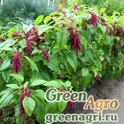 Семена Амарант хвостатый (Amaranthus caudatus) 100 гр.