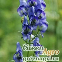 Семена Аконит носатый (Aconitum nasutum) 3,3 гр.