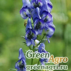 Семена Аконит носатый (Aconitum nasutum) 3,3 гр.