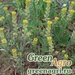 Семена Алиссум/Бурачок пустынный (Alyssum desertorum) 2,5 гр.