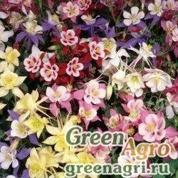 Семена Аквилегия гибридная (Aquilegia hybrida) "Swan f1" (mix) Raw 100 шт.