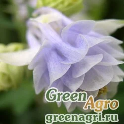 Семена Аквилегия обыкновенная (Aquilegia vulgaris) "Winky" (blue white) Raw 100 шт.
