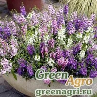 Семена Ангелония узколистная (Angelonia angustifolia) "Serena F1" (blue) Pelleted 1000 шт.