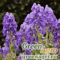 Семена Аконит (Aconitum sp) 2 гр.
