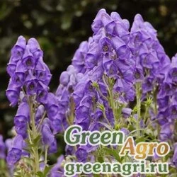 Семена Аконит (Aconitum sp) 2 гр.