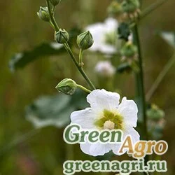 Семена Алтей Фролова (Althaea floroviana) 1 гр.