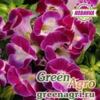 Семена Торения Каваи Маджента 100драже