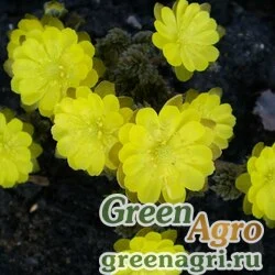 Семена Адонис амурский (Adonis amurensis) 25 гр.