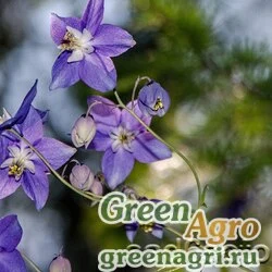Семена Аквилегия мелкоцветковая (Aquilegia parviflora) 2 гр.