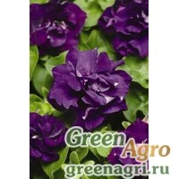 Семена Петуния махровая Дуо Блю 100драже