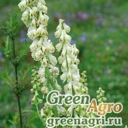 Семена Аконит бородатый (Aconitum barbatum) 4 гр.