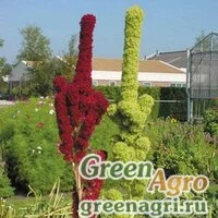 Семена Амарант багряный (Amaranthus cruentus) "TOWER" (MIX) raw Произв. 1000 шт.