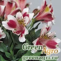 Семена Альстремерия гибридная (Alstroemeria hybrida) "Jazze" (rose frost) raw 500 шт.