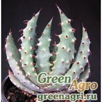 Семена Алоэ шиповатое (Aloe aculeata) 500 шт.