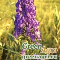 Семена Аконит Кузнецова (Aconitum kuznezovii) 5 гр.