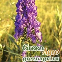 Семена Аконит Кузнецова (Aconitum kuznezovii) 5 гр.