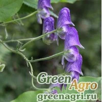 Семена Аконит вьющийся (Aconitum volubile) 5 гр.