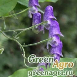 Семена Аконит вьющийся (Aconitum volubile) 5 гр.