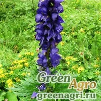 Семена Аконит крымский (Aconitum tauricum) 1 гр.