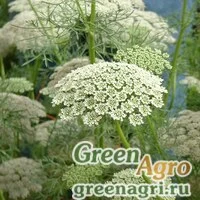 Семена Амми большой (Ammi majus) 55 гр.