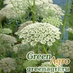 Семена Амми большой (Ammi majus) 55 гр.