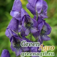 Семена Аконит сахалинский (Aconitum sachalinense) 2 гр.