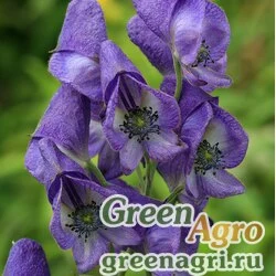 Семена Аконит сахалинский (Aconitum sachalinense) 2 гр.