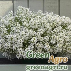 Семена Алиссум морской компактный (Lobularia maritima) "North Face" (white) raw 1000 шт.