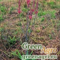 Семена Алоэ Барбертона (Aloe barbertoniae) 500 шт.