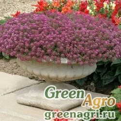 Семена Алиссум морской (Lobularia maritima) "Golf" (rose) Raw 1 гр.