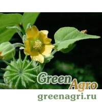 Семена Абутилон Теофраста (Abutilon theophrasti) 10 гр.