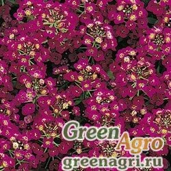 Семена Алиссум морской компактный (Lobularia maritima) "Easter Bonnet" (deep pink) raw 1 гр.