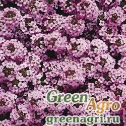 Семена Алиссум морской компактный (Lobularia maritima) "Easter Bonnet" (lavender) raw Произв. 2 гр.