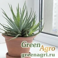 Семена Алоэ древовидное (Aloe arborescens) 500 шт.