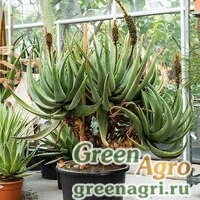 Семена Алоэ каштановое (Aloe castanea) 500 шт.