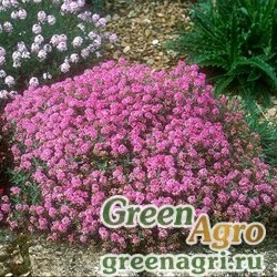 Семена Алиссум морской (Lobularia maritima) "Minimum" 25 гр.