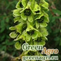 Семена Аконит саянский (Aconitum sajanense) 3,5 гр.