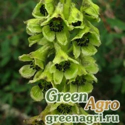 Семена Аконит саянский (Aconitum sajanense) 3,5 гр.