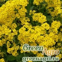 Семена Алиссум дагестанский ф скальная (Alyssum dagestanica f saxatilis) 1,5 гр.
