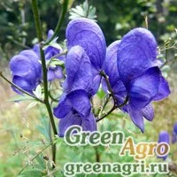 Семена Аконит крупноносый (Aconitum macrorynchum) 3,5 гр.