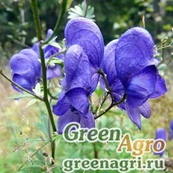 Семена Аконит крупноносый (Aconitum macrorynchum) 3,5 гр.