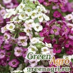 Семена Алиссум морской компактный (Lobularia maritima) "CLEAR CRYSTAL" (MIX) Filmcoat 1000 шт.