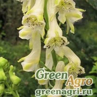 Семена Аконит киринский (Aconitum kirinense) 3,5 гр.