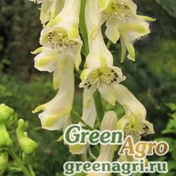 Семена Аконит киринский (Aconitum kirinense) 3,5 гр.