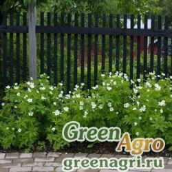 Семена Анемона (Ветреница) канадская (Anemone canadensis) 3 гр.