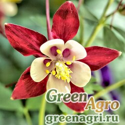 Семена Аквилегия голубая (Aquilegia caerulea) "Crimson Star" 7 гр.